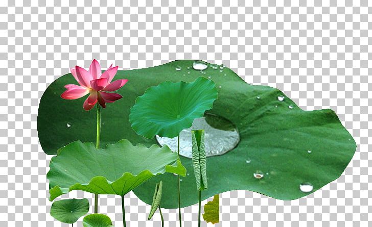 Nelumbo Nucifera Leaf Drop Lotus Effect PNG, Clipart, Annual Plant, Aquatic Plant, Autumn Leaf, Bubble, Download Free PNG Download