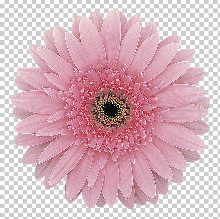Transvaal Daisy Pink Cut Flowers Rose PNG, Clipart, Annual Plant, Aster, Blue, Carnation, Chrysanths Free PNG Download