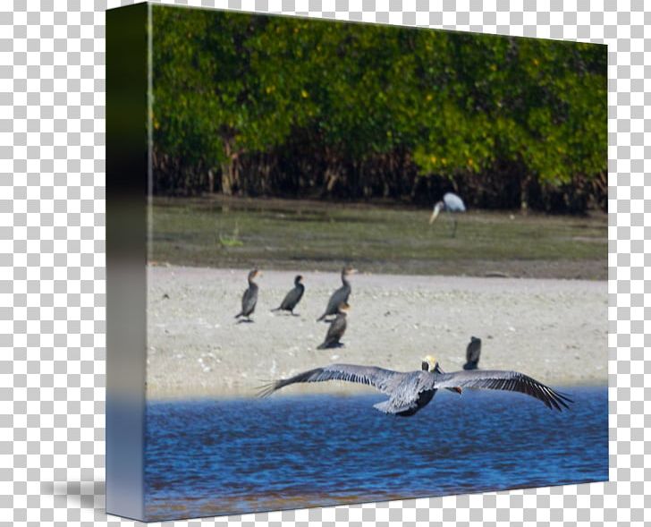 Water Bird Cygnini Goose Water Resources Anatidae PNG, Clipart, Anatidae, Animals, Bird, Cygnini, Deidre Caswell Photography Free PNG Download