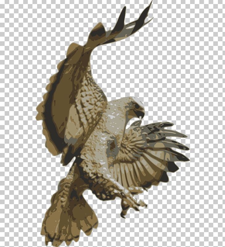 Red-tailed Hawk Accipitriformes PNG, Clipart,  Free PNG Download