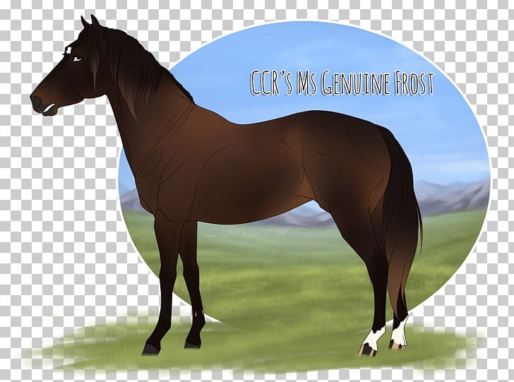 Stallion Mustang Mare Halter Pony PNG, Clipart,  Free PNG Download