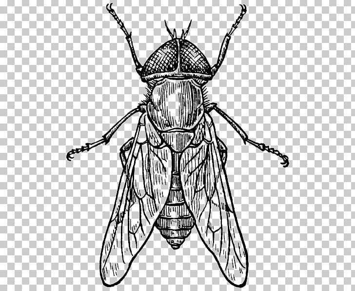 Beetle Insect Wing Drawing Fly PNG, Clipart, Animals, Arthropod, Artwork, Beetle, Black And White Free PNG Download