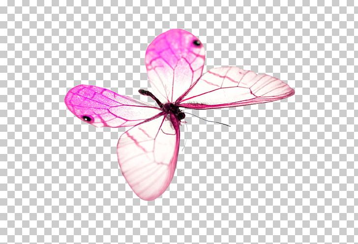 Butterfly PNG, Clipart, Beautiful Butterfly, Butterflies, Butterflies And  Moths, Designer, Download Free PNG Download