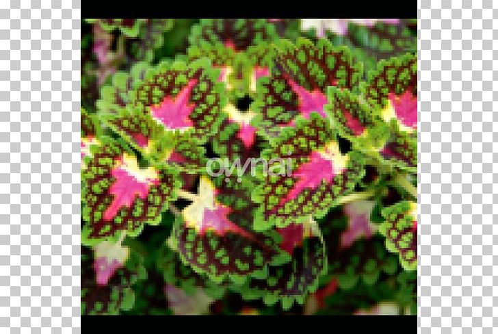 Coleus Solenostemon Plectranthus Scutellarioides Plant Leaf PNG, Clipart, Annual Plant, Begonia, Coleus, Container Garden, Drop Free PNG Download