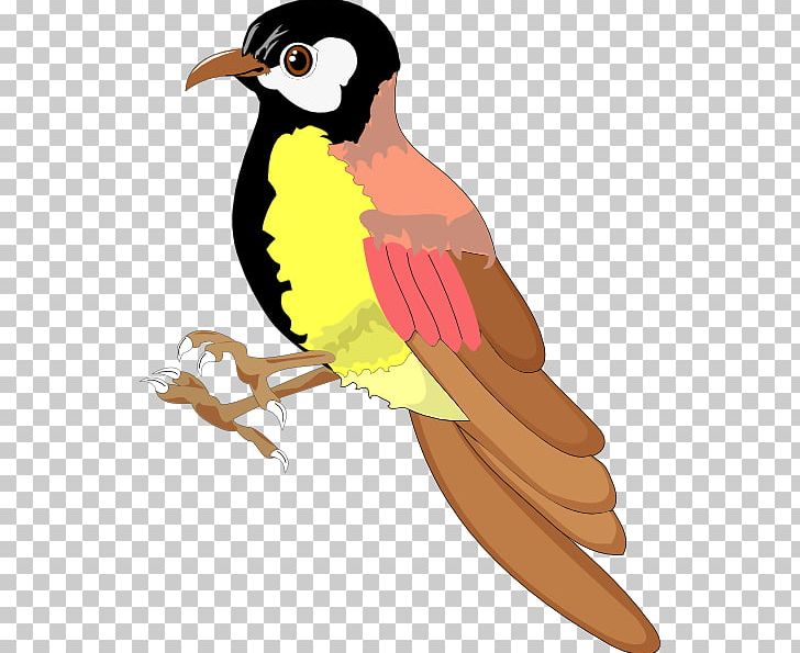 Beak PNG, Clipart, Beak, Bird, California Quail, Cartoon, Download Free PNG Download