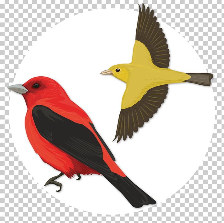 Bird Scarlet Tanager Old World Oriole Oyster Bay PNG, Clipart, Animals, Beak, Bird, Bird Watcher, Birdwatching Free PNG Download