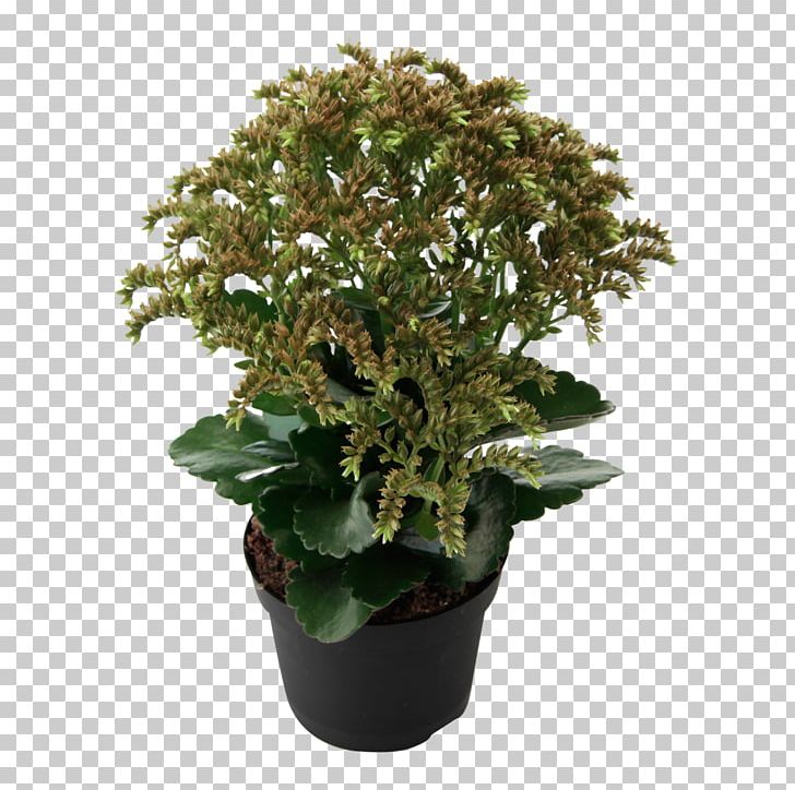 Bryophyllum Daigremontianum Houseplant Chocolate Soldier Kalanchoe Thyrsiflora Kalanchoe Hildebrandtii PNG, Clipart,  Free PNG Download