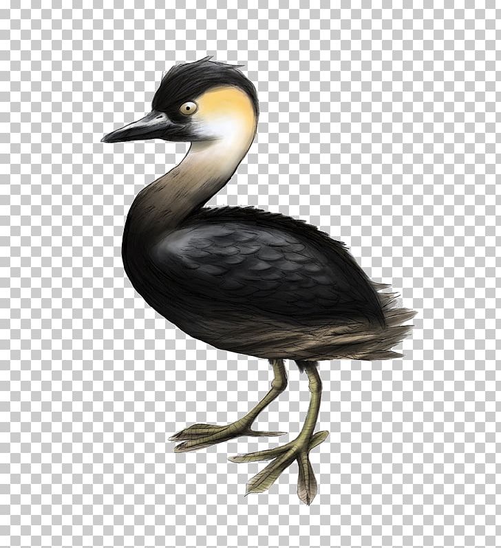 Cormorant Beak Seabird Water Bird PNG, Clipart, Animals, Beak, Bird, Citron, Cormorant Free PNG Download