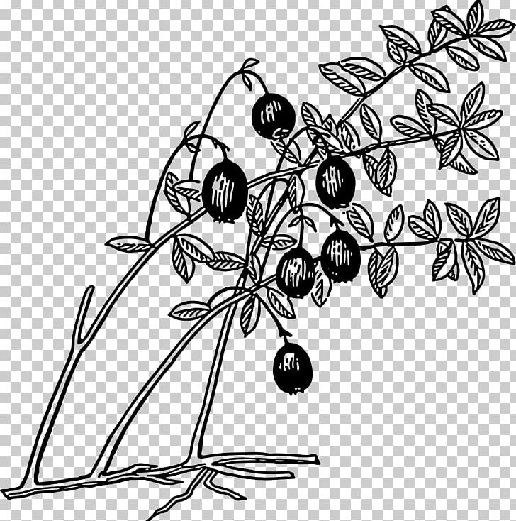 Cranberry Juice Coloring Book PNG, Clipart, Berry, Black And White, Blueberry, Branch, Clip Free PNG Download