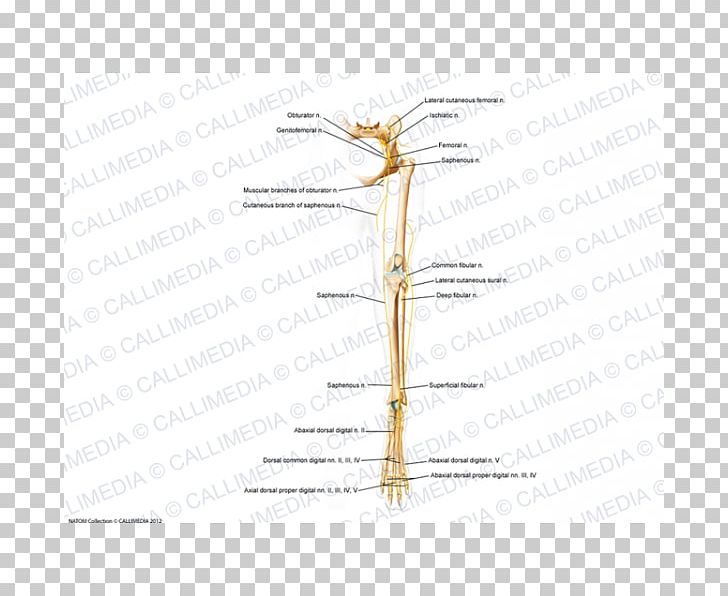 Insect Twig Line Plant Stem Angle PNG, Clipart, Angle, Animals, Diagram, Family, Grasses Free PNG Download