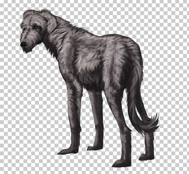 Scottish Deerhound Gray Wolf Irish Wolfhound Drawing PNG, Clipart, Animated Film, Anime, Astrid S, Black And White, Bulletin Board Free PNG Download