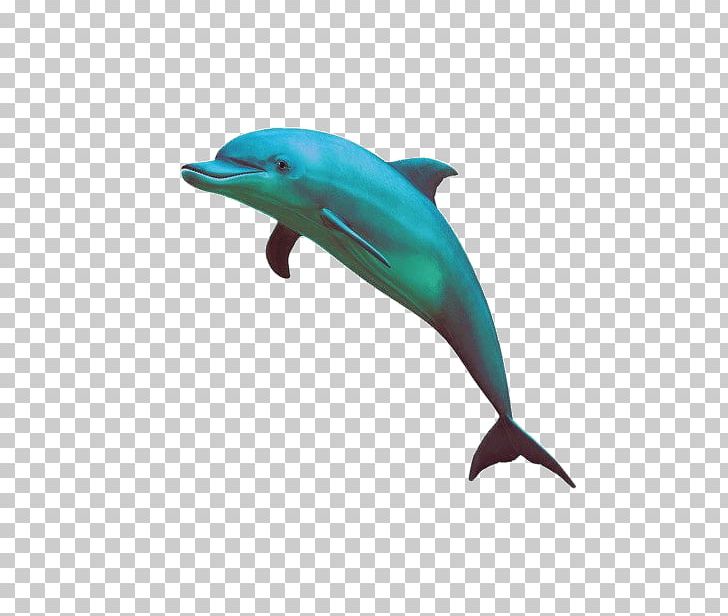 Striped Dolphin PNG, Clipart, Animals, Animation, Beak, Bottlenose Dolphin, Cetacea Free PNG Download