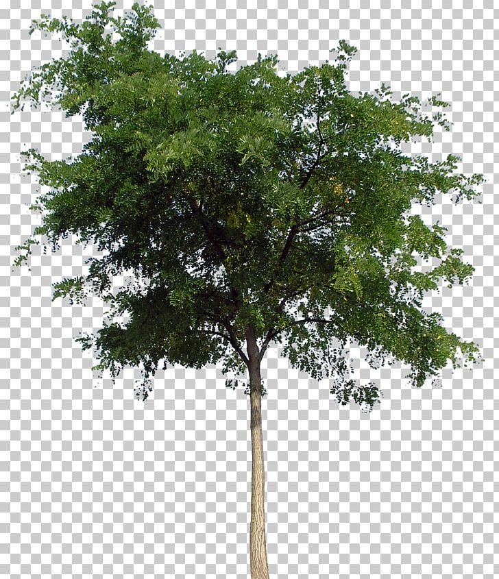 Tree PNG, Clipart, Branch, Deviantart, Download, Evergreen, Nature Free PNG Download