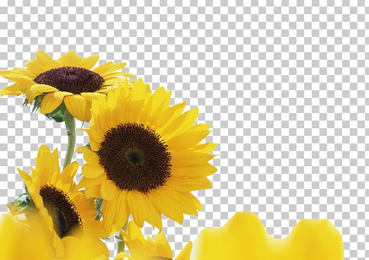 Columbia University GitHub Inc. Common Sunflower Brisk Yellow Plant PNG, Clipart, Aids, Annual Plant, Brisk Yellow, Computer Wallpaper, Daisy Family Free PNG Download