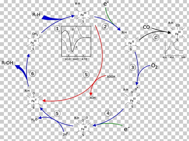 Cytochrome P450 Enzyme Substrate Xenobiotic PNG, Clipart, Angle, Area, Catalysis, Catalytic Cycle, Chemical Substance Free PNG Download