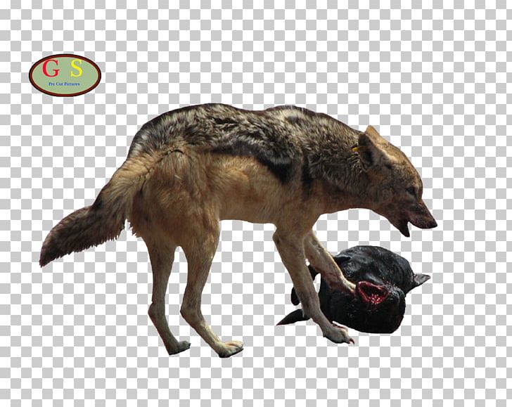 Jackal Gray Wolf Coyote Jack Russell Terrier PNG, Clipart, Carnivoran, Coyote, Dog Like Mammal, Dress, Fauna Free PNG Download