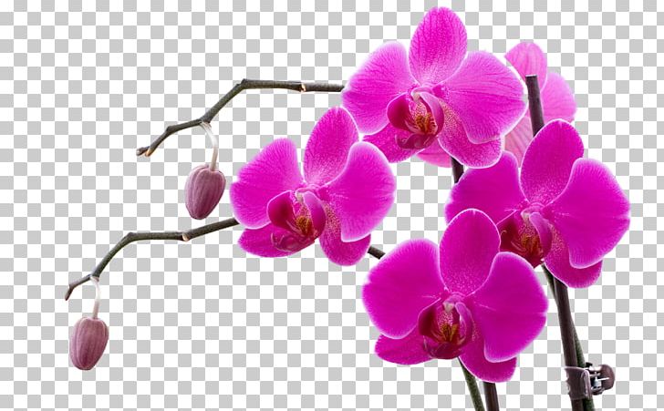 Orchids Doritaenopsis Purple Flower Violet PNG, Clipart, American Orchid Society, Art, Blossom, Branch, Color Free PNG Download