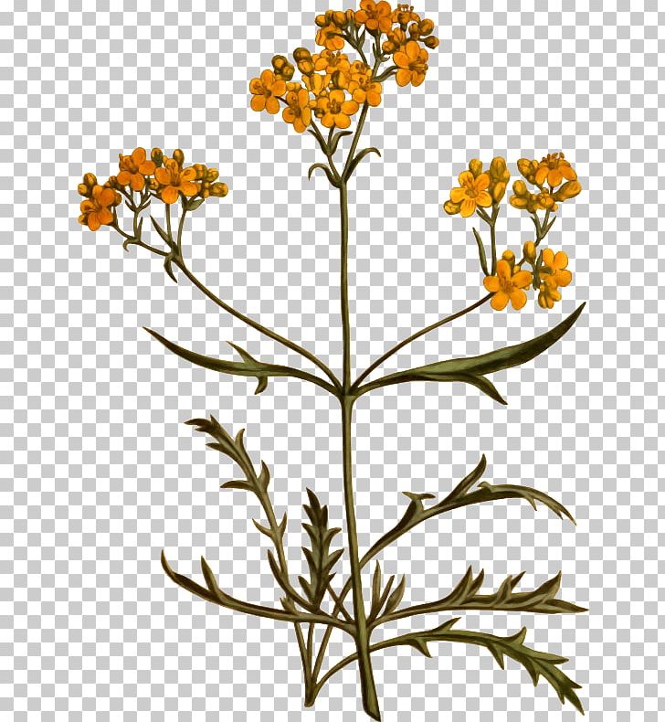 Botanical Illustration Paper Botany Towel PNG, Clipart, Botanical Illustration, Botany, Branch, Common Tansy, Cut Flowers Free PNG Download