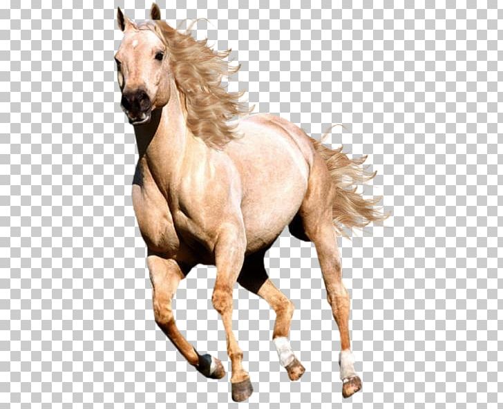 Mustang Pony Stallion Germany 2064 Rein PNG, Clipart, Bridle, Equestrian Centre, Gifleri, Hayvan, Hayvan Resimleri Free PNG Download