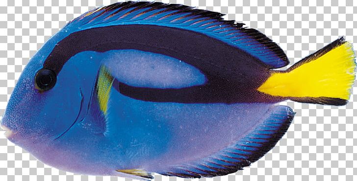 Tropical Fish Shark Marine Biology Sea PNG, Clipart, Animal, Animals, Aquarium, Blue, Cobalt Blue Free PNG Download