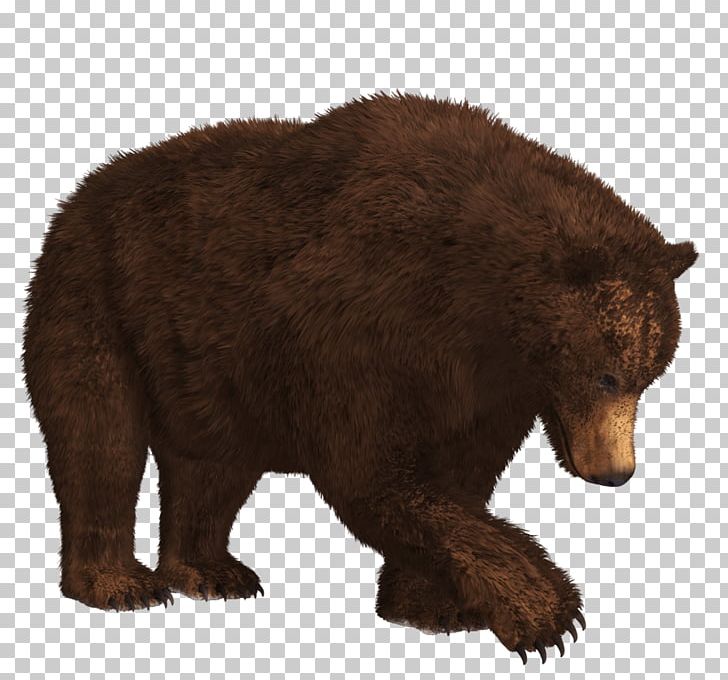 American Black Bear Kamchatka Brown Bear Polar Bear Grizzly Bear PNG, Clipart, American Black Bear, Animals, Bear, Brown Bear, Carnivoran Free PNG Download