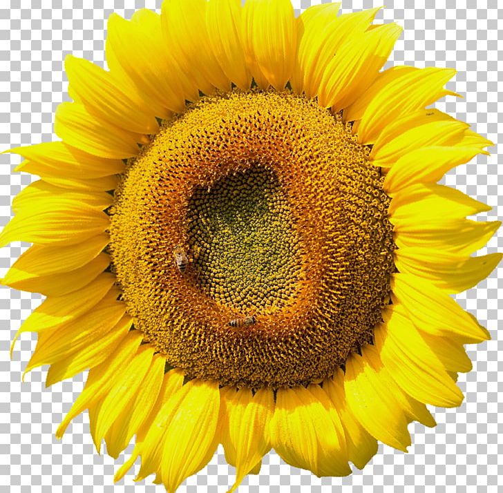 Common Sunflower PNG, Clipart, Annual Plant, Blossom, Common Sunflower, Daisy Family, Flower Free PNG Download
