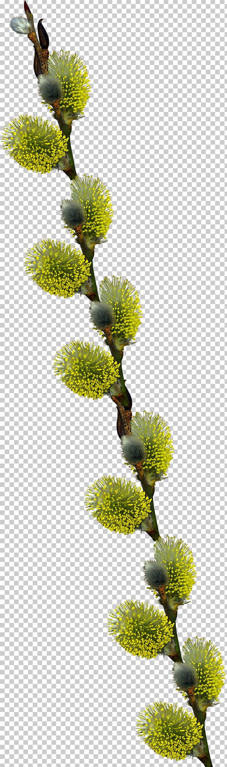 Tree PNG, Clipart, Branch, Flora, Flower, Information, Nature Free PNG Download