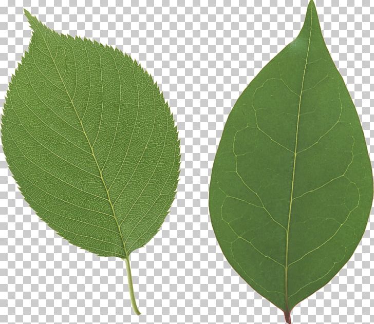 Leaf PNG, Clipart, Image File Formats, Leaf, Leaf Wallpaper, Plant Free PNG Download