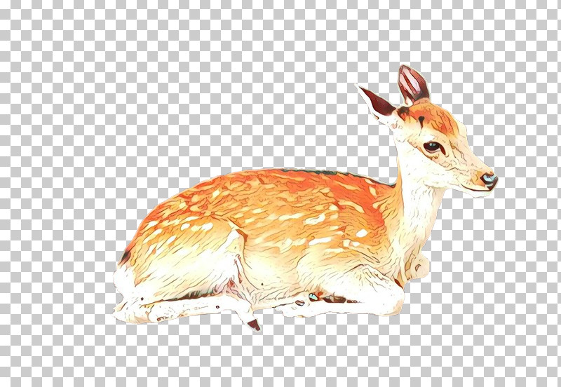 Wildlife Deer Fawn Antelope Roe Deer PNG, Clipart, Antelope, Deer, Fawn, Roe Deer, Wildlife Free PNG Download
