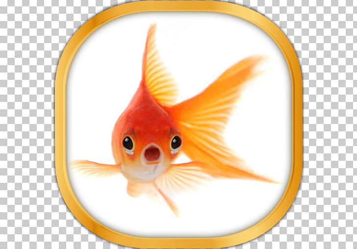 Common Goldfish Oranda Koi Pet PNG, Clipart, Advertising, Animal, Animals, Bony Fish, Common Goldfish Free PNG Download