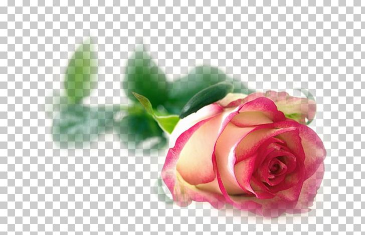 Flower Rainbow Rose Garden Roses Blossom PNG, Clipart, Artificial Flower, Bud, Closeup, Computer Wallpaper, Cut Flowers Free PNG Download