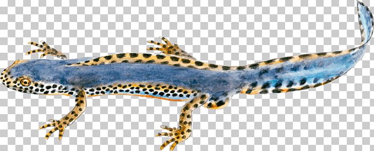 Gőték Alpine Newt Northern Crested Newt Salamandre Gecko PNG, Clipart, Alpine Newt, Alpine Salamander, Amphibian, Animal, Animal Figure Free PNG Download