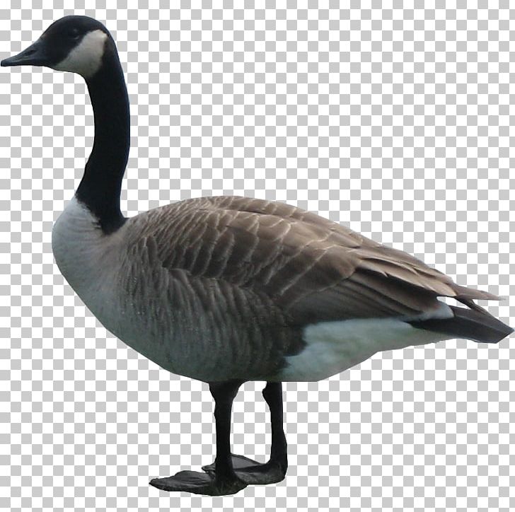 Goose PNG, Clipart, Goose Free PNG Download