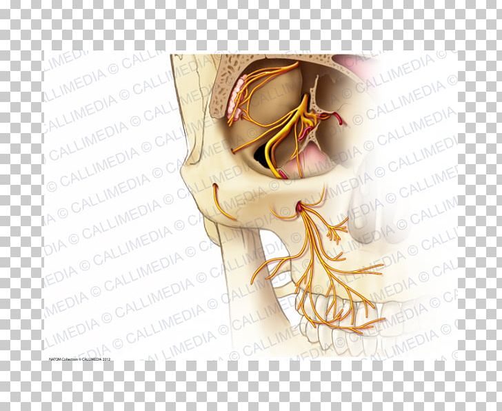 Infraorbital Nerve Anatomy Maxillary Nerve Zygomatic Nerve PNG, Clipart, Anatomy, Arm, Artery, Bone, Ear Free PNG Download