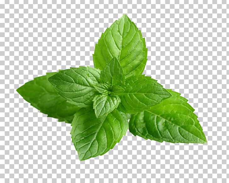 Peppermint Mentha Spicata Mints Mint Leaf Wild Mint PNG, Clipart, Basil, Capella, Depositphotos, Herb, Herbal Free PNG Download