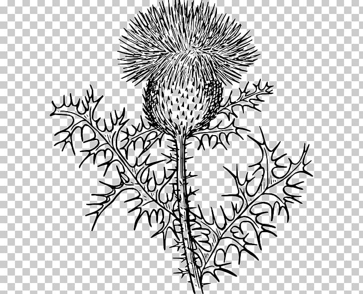 Scotland Milk Thistle PNG, Clipart, Artwork, Black And White, Branch, Color, Creeping Thistle Free PNG Download