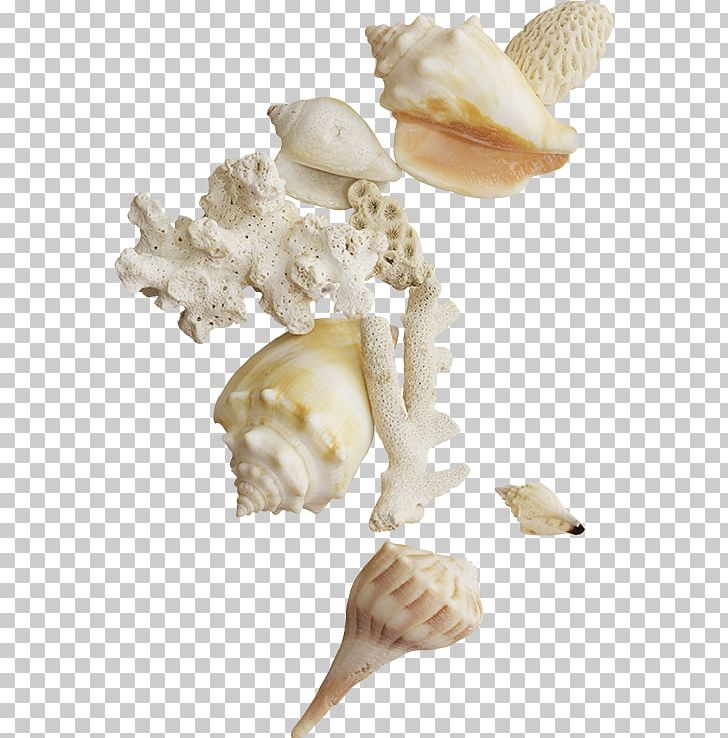 Seashell PNG, Clipart, Animals, Conch, Conchology, Encapsulated Postscript, Molluscs Free PNG Download