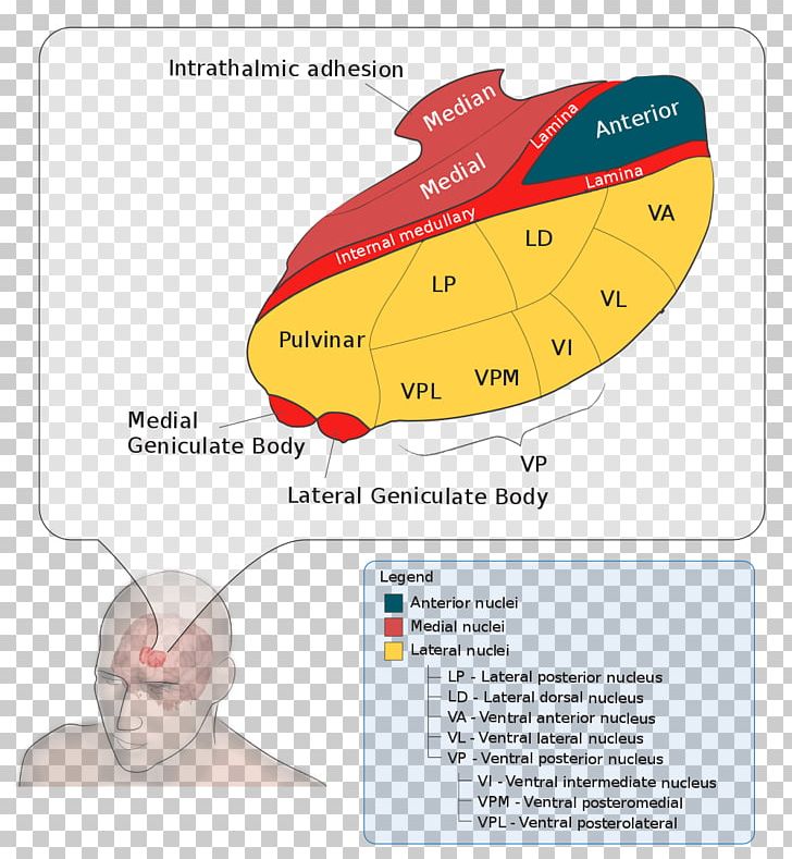 Thalamus Lateral Geniculate Nucleus Medial Geniculate Nucleus Ventral Posterolateral Nucleus PNG, Clipart, Angle, Brain, Brainstem, Cerebral Cortex, Diagram Free PNG Download