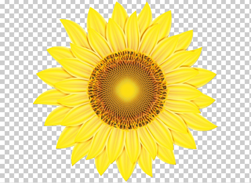 Sunflower PNG, Clipart, Asterales, Flower, Paint, Petal, Plant Free PNG Download