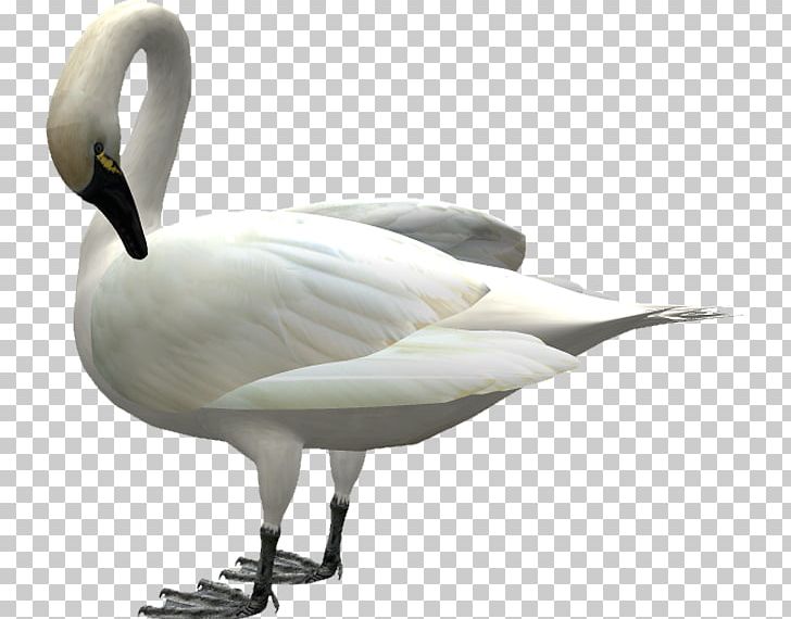 Duck Mute Swan Goose Cisne PNG, Clipart, Animals, Beak, Bird, Cisne, Cygnini Free PNG Download