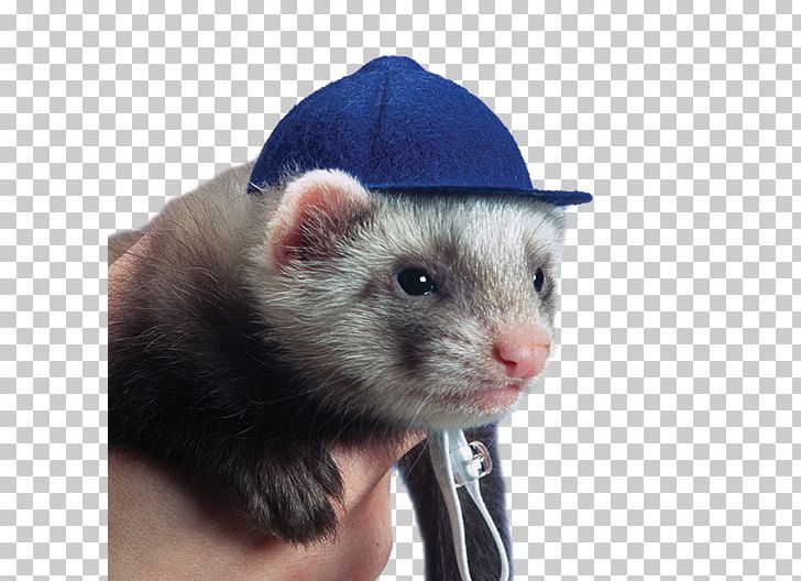 Ferret Weasels Hat Pet Cap PNG, Clipart, Animal, Animals, Baseball Cap, Cap, Carnivoran Free PNG Download
