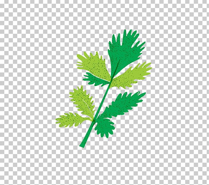 Greens Leaf Line Plant Stem Herb PNG, Clipart, Branch, Branching, Fabrica, Greens, Herb Free PNG Download