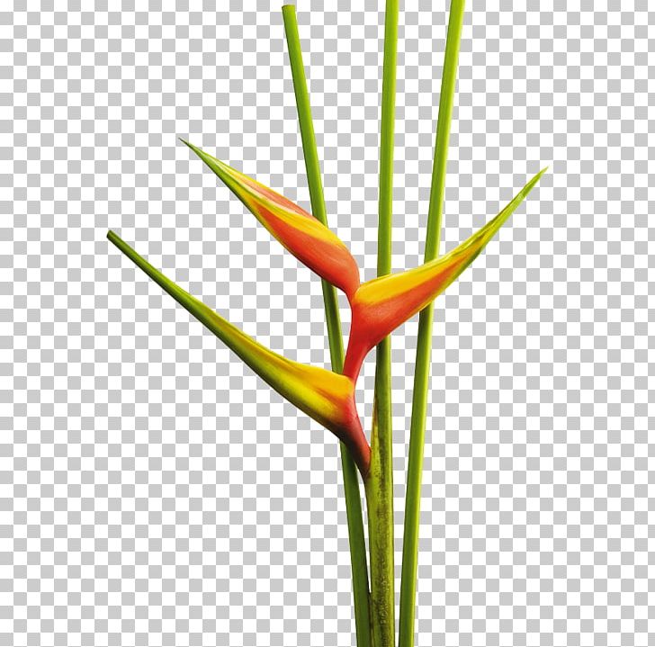 Heliconia Bihai Cut Flowers Tropics Heliconia Rostrata PNG, Clipart, Banana, Bird Of Paradise Flower, Costus, Cut Flowers, Flores Tropicales Free PNG Download