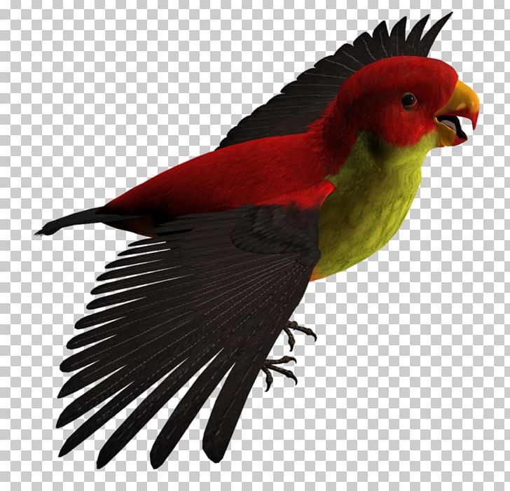 Budgerigar Lovebird Parrot Lories And Lorikeets PNG, Clipart, Beak, Bird, Birds, Budgerigar, Common Pet Parakeet Free PNG Download