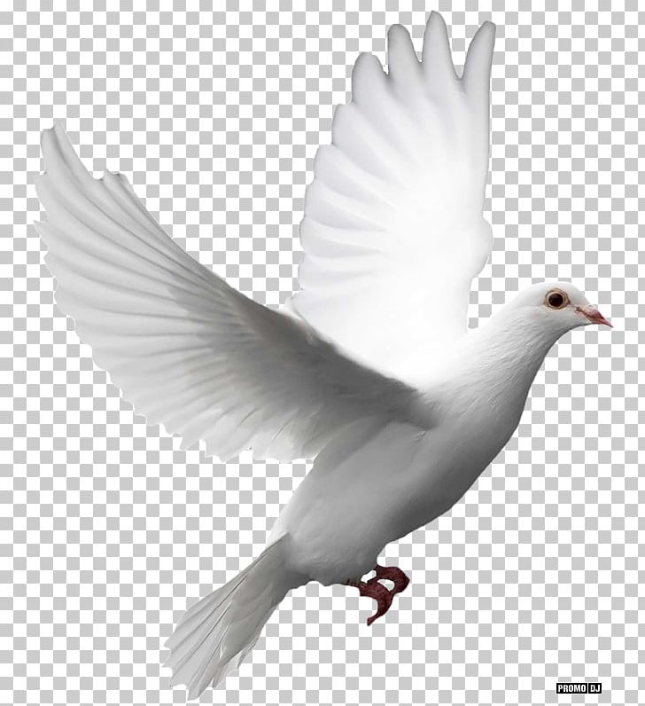 Columbidae Desktop PNG, Clipart, Beak, Bird, Columbidae, Computer Icons, Dado Free PNG Download