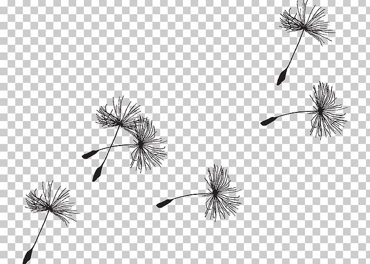Common Dandelion Seed Drawing PNG, Clipart, Black And White, Branch, Common Dandelion, Computer Wallpaper, Dandelion Free PNG Download