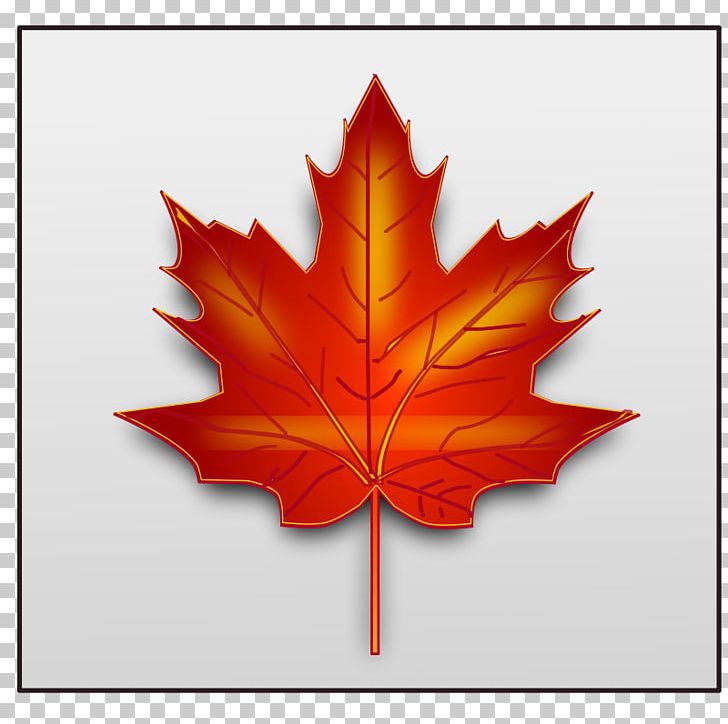 Japanese Maple Maple Leaf PNG, Clipart, Autumn, Autumn Leaf Color, Autumn Leaves Clipart, Flag Of Canada, Flowering Plant Free PNG Download