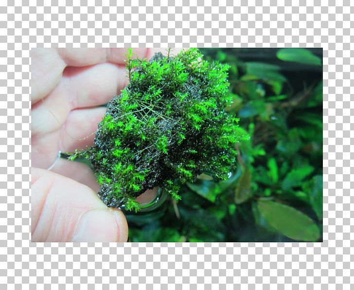 Moss Aquariums Aquatic Plants Herb PNG, Clipart, Aquarium, Aquarium Decor, Aquariums, Aquatic Animal, Aquatic Plant Free PNG Download