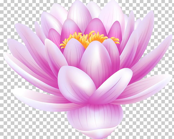 Sacred Lotus White Water-Lily Portable Network Graphics PNG, Clipart, Aquatic Plant, Blossom, Closeup, Computer Wallpaper, Dahlia Free PNG Download