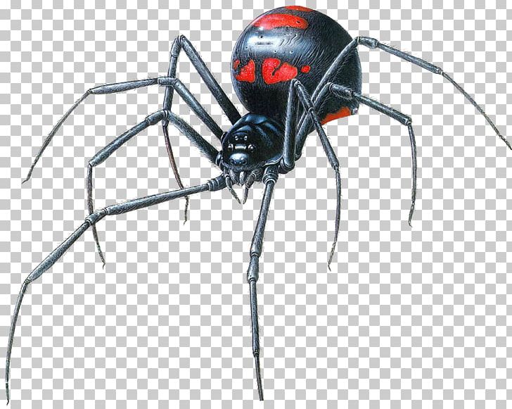 Southern Black Widow Spider Drawing Brown Widow PNG, Clipart, Animals, Arachnid, Art, Arthropod, Black Widow Free PNG Download